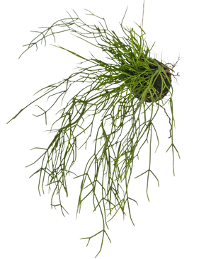 La pianta artificiale Erba su palla 48 cm ha steli lunghi, sottili, verdi simili a erba in una piccola zolla di terra, su uno sfondo bianco.