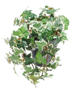 L'edera artificiale Deluxe verde-bianca in vaso da 22 cm UV ha un'edera inglese variegata di verde e bianco che cade a cascata su un vaso grigio su uno sfondo bianco.