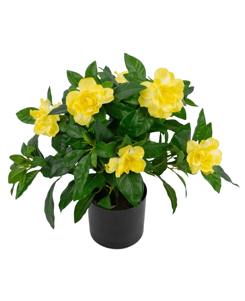 La pianta artificiale Gardenia UV 39 cm è una pianta artificiale verde rigogliosa con grandi fiori gialli vivaci e foglie lucide in un vaso nero, su uno sfondo bianco semplice.
