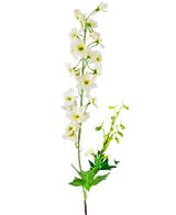Il fiore artificiale Delphinium bianco da 79 cm ha un unico stelo di fiori delphinium bianchi con foglie e boccioli verdi, isolati su uno sfondo bianco.