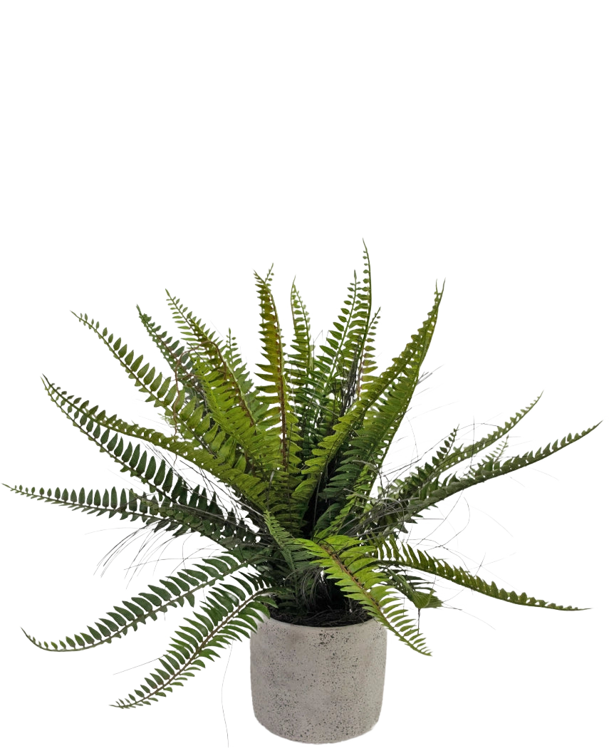 La felce artificiale di Boston da 48 cm in vaso decorativo è una pianta di felce verde realistica presentata in un vaso decorativo di cemento, su uno sfondo bianco.