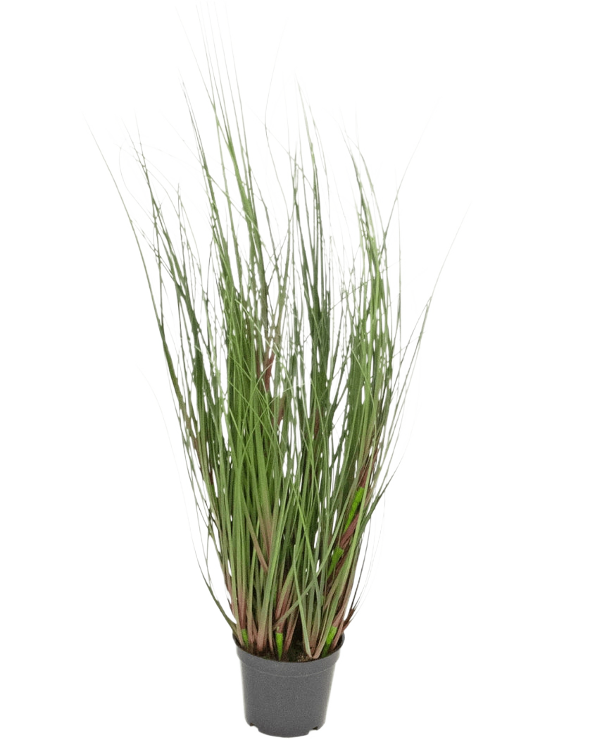 L'erba artificiale cipolla 60 cm ignifuga è un'erba ornamentale in vaso con fili verdi lunghi e sottili e alcuni steli rossastri, su uno sfondo bianco semplice.