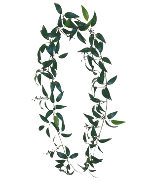 La ghirlanda artificiale Smilax da 180 cm è una ghirlanda a forma di lettera O, composta da lunghi rami di foglie verdi con piccoli mazzi di bacche scure su un semplice sfondo bianco.