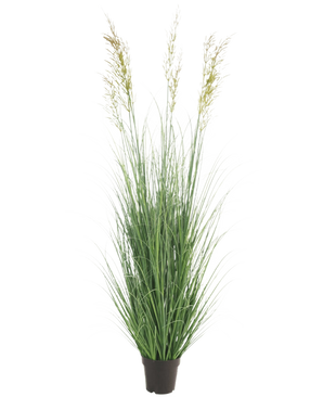 L'erba artificiale di grano da 180 cm ignifuga ha fili verdi lunghi e sottili e tre teste di semi a forma di punta in un piccolo vaso nero - ideale per un giardino di lusso, completamente esente da manutenzione e ignifuga. Visualizzato su uno sfondo bianco semplice.