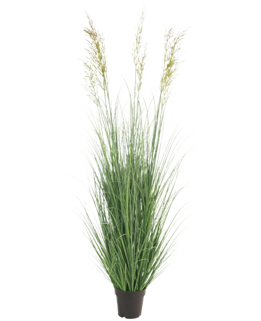 L'erba artificiale di grano da 180 cm ignifuga ha fili verdi lunghi e sottili e tre teste di semi a forma di punta in un piccolo vaso nero - ideale per un giardino di lusso, completamente esente da manutenzione e ignifuga. Visualizzato su uno sfondo bianco semplice.