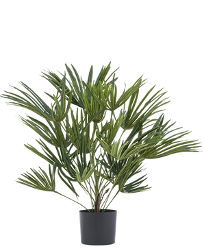 La pianta artificiale Baby Palm Fan in vaso UV 50 cm ha foglie verdi lunghe e sottili in un vaso elegante, ideale per aggiungere un tocco elegante ai tuoi interni o da combinare con vasi decorativi per un tocco in più.