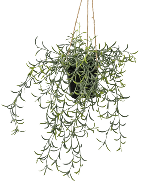 De Kunst hangplant Senecio met pot 35 cm heeft lange, hangende groene stelen met banaanvormige vetbladeren in een zwarte pot, hangend aan bruin touw tegen een witte achtergrond.