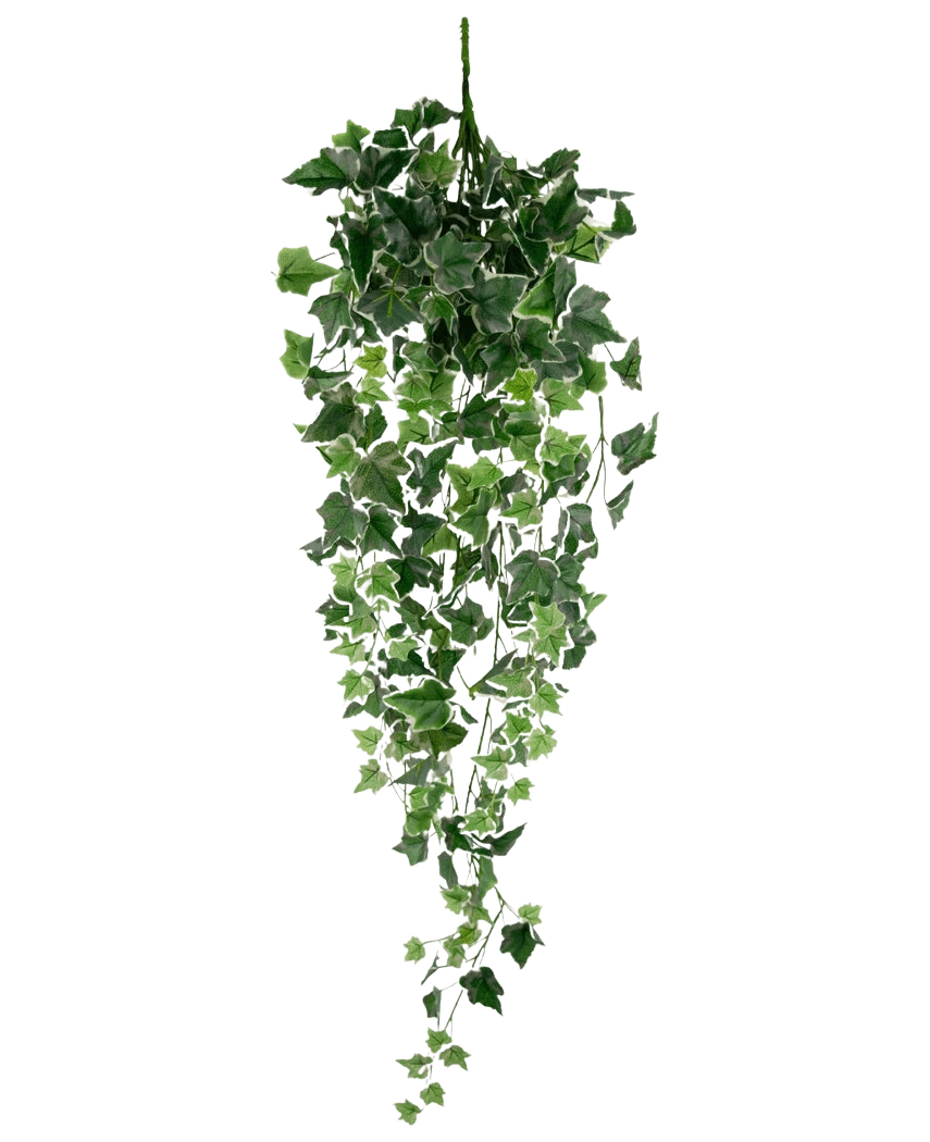 L'edera artificiale verde/bianca da 70 cm è una pianta di edera artificiale pendente con rigogliose foglie a cascata verdi e bianche su lunghi steli, su uno sfondo bianco semplice.
