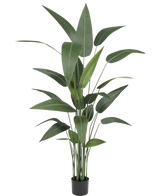 De Kunstplant Heliconia 160 cm heeft hoge, slanke groene bladeren op meerdere stelen in een kleine zwarte pot, waardoor het ideaal is om de weelderige schoonheid van grote kunstplanten in elke ruimte te brengen.