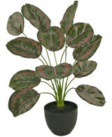 De Kunst Calathea 58 cm groen/rood is een kamerplant in pot met grote, ovale bladeren met groene randen en roodroze patronen, die rechtop groeien aan dunne stelen in een eenvoudige zwarte pot.