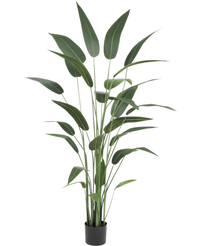 Piante Finte Heliconia 180 cm