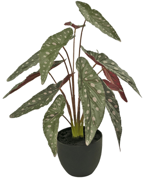 La Begonia artificiale da 48 cm in vaso decorativo nero ha grandi foglie verdi con macchie bianche e pagine inferiori rossastre, presentate in un vaso nero su sfondo bianco.