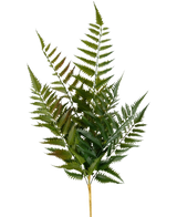 La Felce Punto Artificiale 56 cm ha un unico stelo con molteplici fronde di felce verde e foglioline appuntite finemente divise, isolate su sfondo bianco.