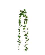 La ghirlanda di edera artificiale verde da 180 cm ha foglie di edera verde appuntite che pendono in due fili su uno sfondo bianco semplice.