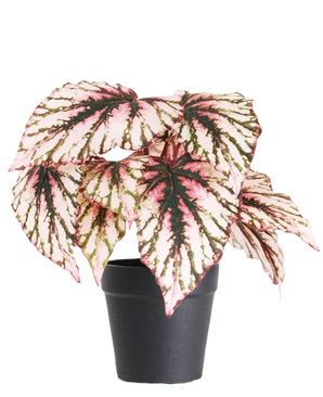 La Begonia artificiale in vaso viola UV 25 cm ha grandi foglie a forma di cuore con colori rosa, verdi e crema e viene fornita in un piccolo vaso nero su sfondo bianco.
