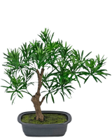 De Kunstplant Bonsai Podocarpus 30 cm heeft een kleine bonsai in pot met een dikke bruine stam en dichte, smalle groene bladeren in een rechthoekige grijze pot gevuld met mosgrond.