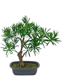 Bonsai artificiale Podocarpus 30 cm