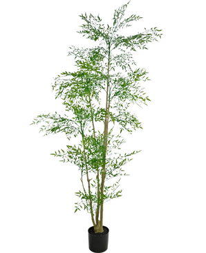 Il Ruscus artificiale da 210 cm è una pianta artificiale alta con sottili foglie verdi e diversi steli sottili e marroni in un piccolo vaso nero, su uno sfondo bianco semplice.