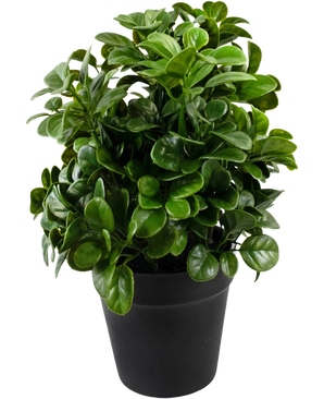 La petunia artificiale da 24 cm ha foglie verdi dense, rotonde e lucide su steli corti, disposte in un semplice vaso nero su uno sfondo bianco a tinta unita.