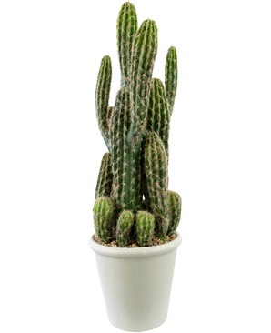 De Kunst Cactus 62 cm heeft meerdere rechtopstaande, stekelige groene stengels in een witte pot met kiezels, tegen een effen witte achtergrond.