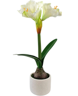 De Kunstbloem Amaryllis Real Touch wit 48 cm heeft een levensechte witte amaryllisbloem met groene bladeren en zichtbare bol in een kleine witte pot, perfect om elegantie toe te voegen aan elke ruimte.
