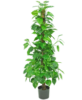 De Kunstplant Pothos 150 cm is een hoge kunstplant met glanzend groene bladeren op een centrale bruine stengel, in een kleine zwarte pot tegen een effen witte achtergrond.