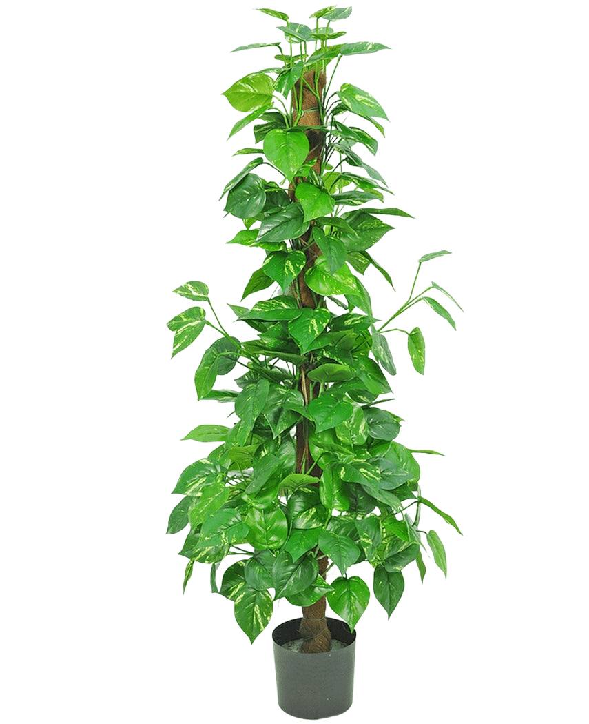 La pianta artificiale Pothos 150 cm è una pianta artificiale alta con foglie verdi lucide su uno stelo marrone centrale, in un piccolo vaso nero su uno sfondo bianco a tinta unita.