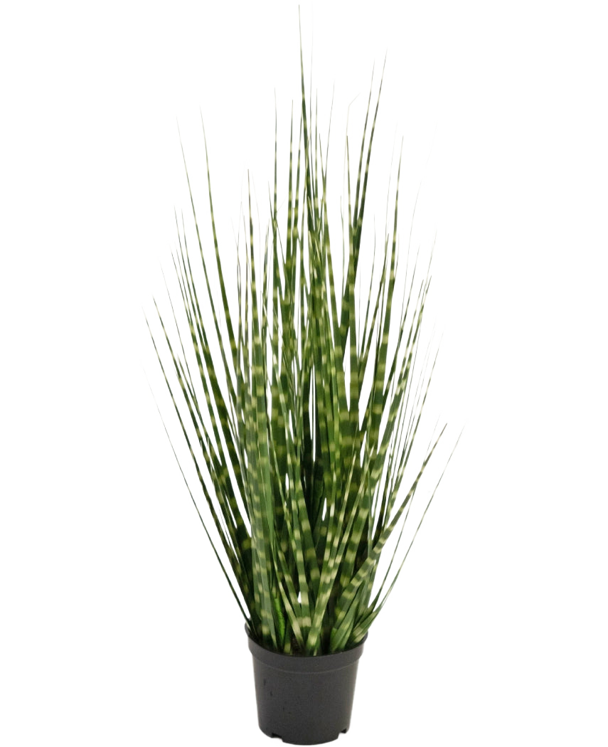 Il ramo di erba artificiale Zebra cipolla è una pianta artificiale ignifuga di 56 cm con foglie verdi lunghe e strette e strisce verde chiaro, che sta in piedi in un piccolo vaso nero su uno sfondo bianco.