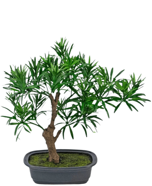La pianta artificiale bonsai Podocarpus 30 cm è un piccolo bonsai in vaso con uno spesso tronco marrone e foglie verdi fitte e strette in un vaso rettangolare grigio riempito con terra di muschio.