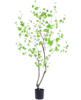 La pianta artificiale Enkianthus 180 cm è una pianta da vaso alta e snella con rami sottili e foglie verde brillante su uno sfondo bianco semplice.