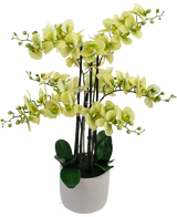 De Kunst Orchidee Real Touch 81 cm groen heeft lichtgroene orchideeënbloemen met donkergroene bladeren in een lichtgrijze pot, tegen een witte achtergrond.