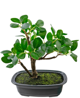De Kunstplant Bonsai Ficus 20 cm heeft dikke, ovale groene bladeren en staat in een ondiepe zwarte pot met mosgrond, tegen een effen witte achtergrond.