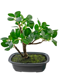 Bonsai finto Ficus 20 cm