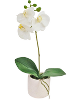 De Kunst Orchidee Real Touch 30 cm wit heeft levensechte witte orchideeënbloemen en groene bladeren in een kleine witte pot, perfect om elegantie toe te voegen aan elke ruimte.