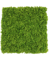 Een Kunsthaag Bergmos merkvast vierkant paneel van 50x50 cm met dicht, levendig groen mos, van bovenaf gezien op een witte achtergrond.
