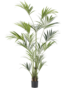 La pianta artificiale Kentia Palm 240 cm è una pianta da vaso alta con foglie verdi lunghe e sottili su steli multipli in un piccolo vaso nero, raffigurata su un semplice sfondo bianco.