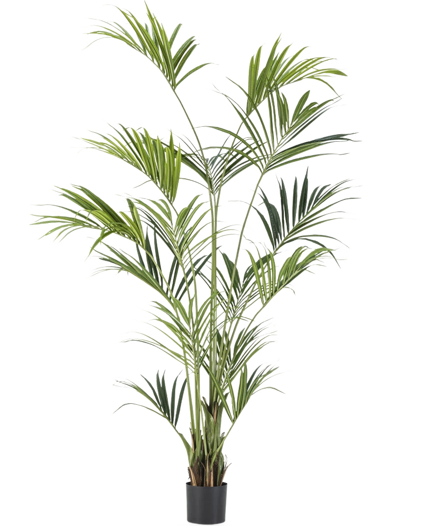 La pianta artificiale Kentia Palm 240 cm è una pianta da vaso alta con foglie verdi lunghe e sottili su steli multipli in un piccolo vaso nero, raffigurata su un semplice sfondo bianco.