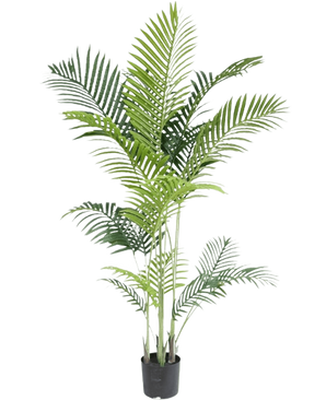 La pianta artificiale Phoenix 160 cm è una pianta finta alta con sottili foglie verdi su steli multipli in un piccolo vaso nero, su uno sfondo bianco per un aspetto lussuoso - perfetta per gli amanti delle piante tropicali.